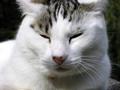 Whitey My Cat, MY Model