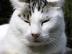 Whitey My Cat, MY Model