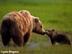 Bear-2_72x54_c