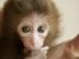 Lil-chimp_72x54_c