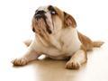 English-bulldog-120x90-c_120x90_c
