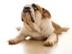 English-bulldog-120x90-c_72x54_c